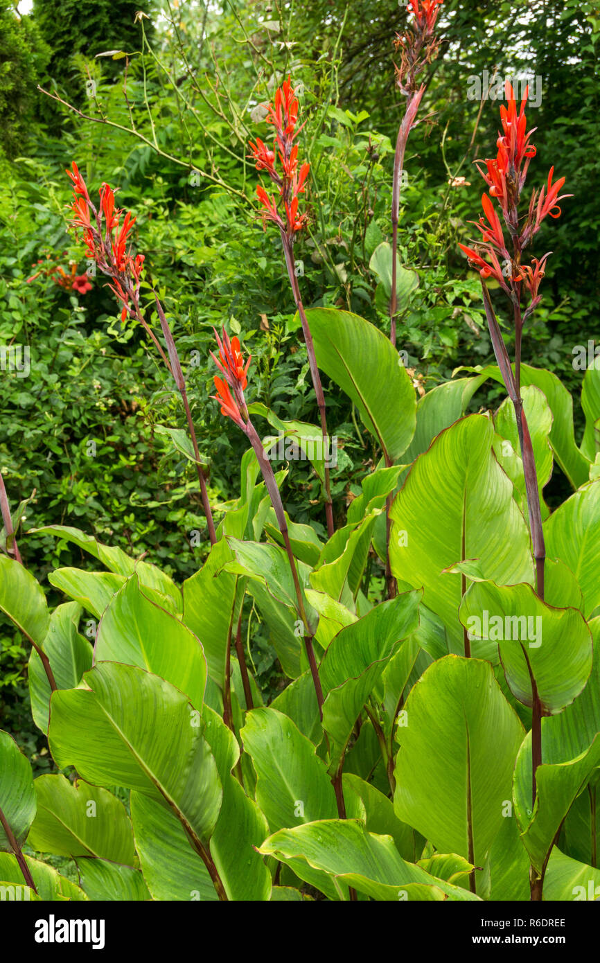 This Canna (Canna indica) grows tall.It likes the sun but also needs plenty of water.South-west France. Stock Photo
