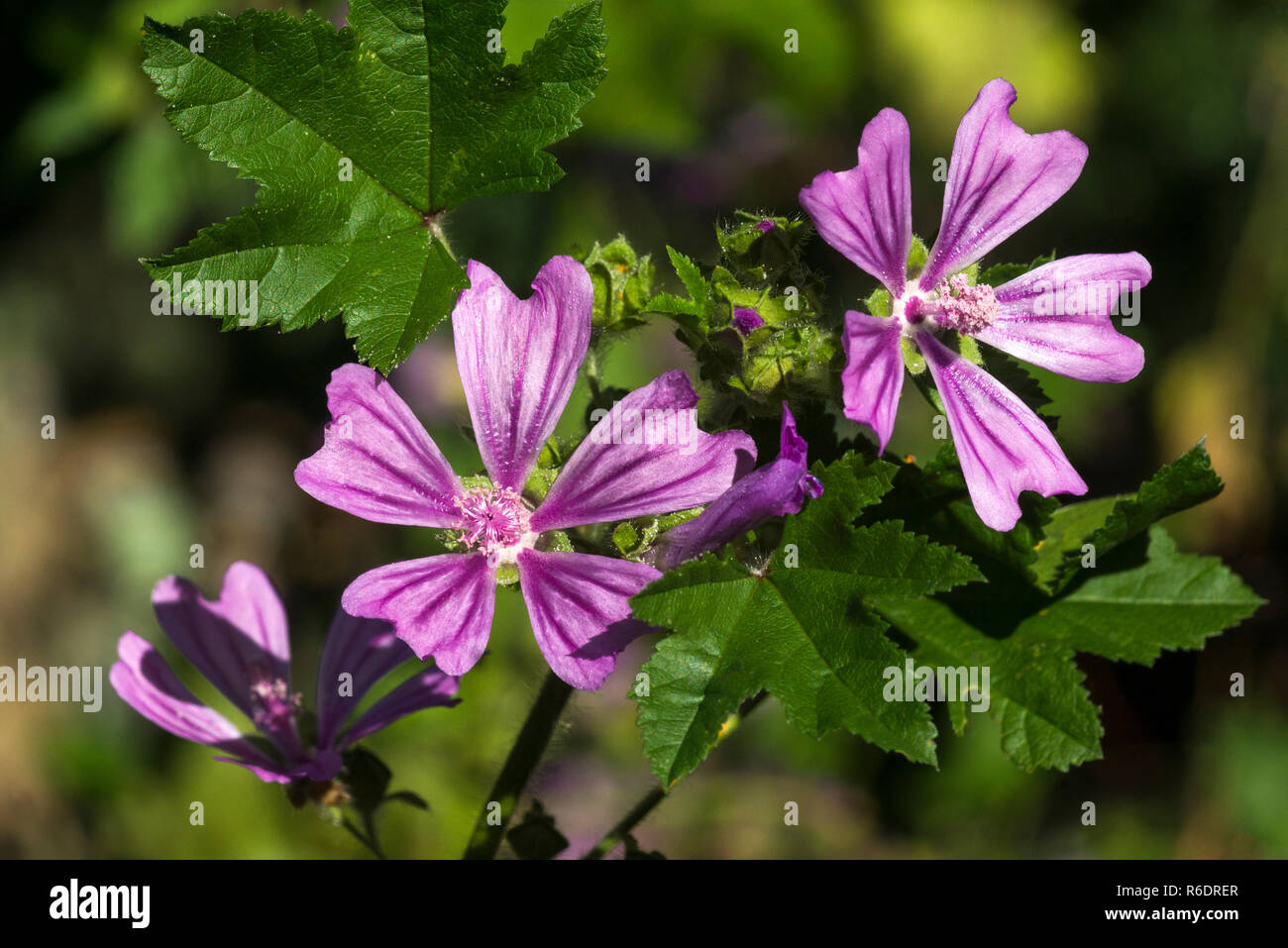 Flowers and leaves of the Common Mallow (Malva sylvestris).Photo in South-west France. Stock Photo