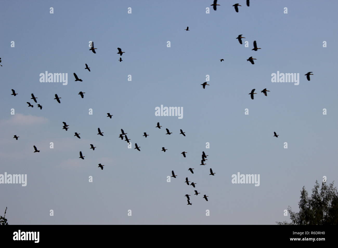 Birds fly in the sky Stock Photo - Alamy