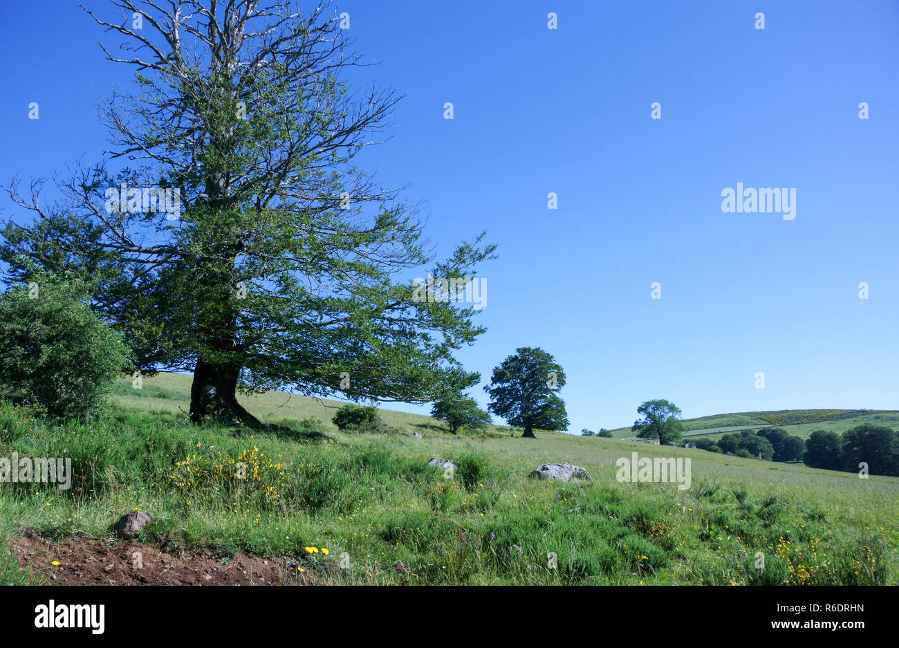 Dying beech tree hires stock photography and images Alamy