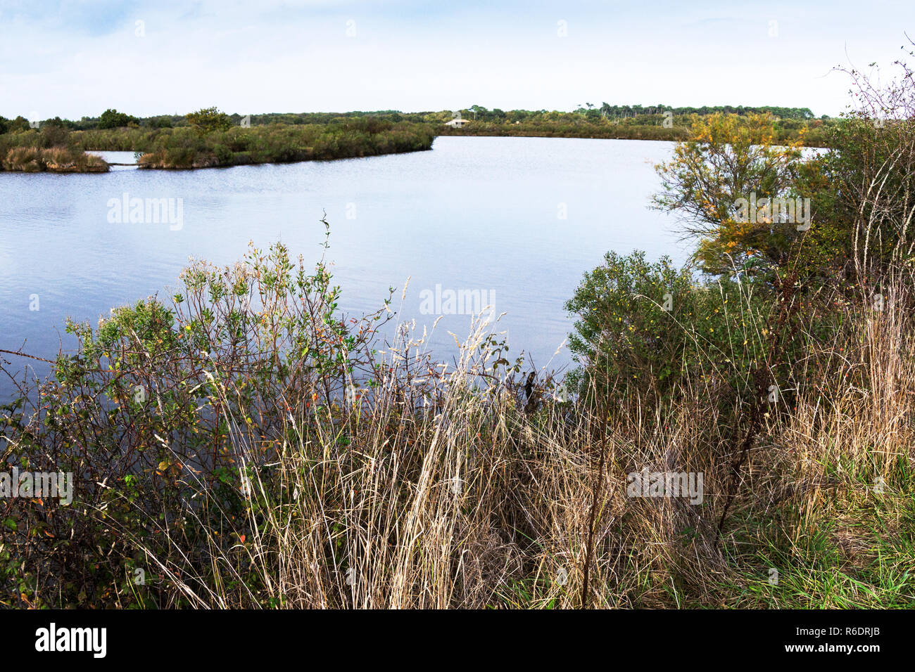 France.La Teich Nature Reserve in the Bay of Arcachon. Dept Girond