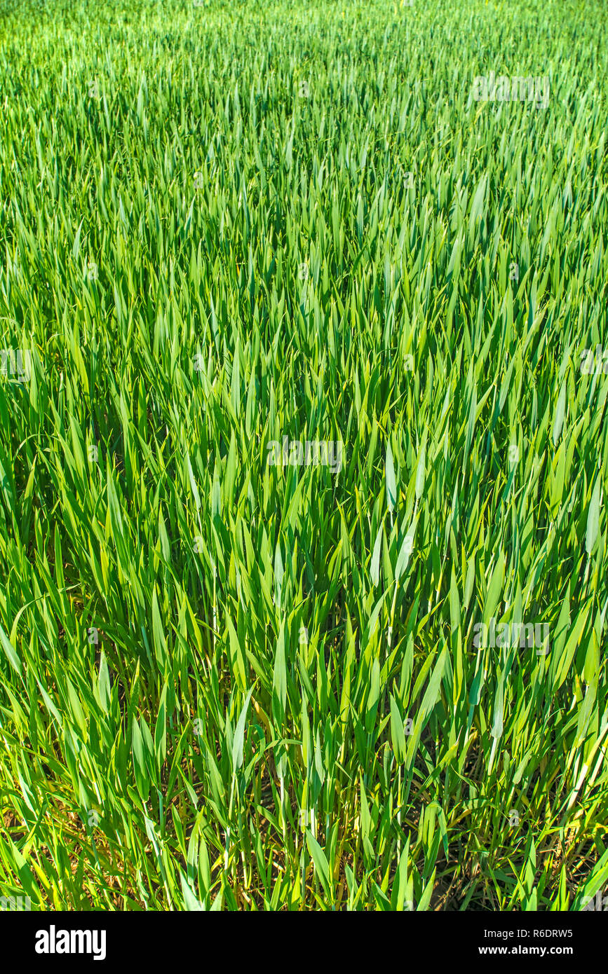 Planting corn seedlings hi-res stock photography and images - Alamy