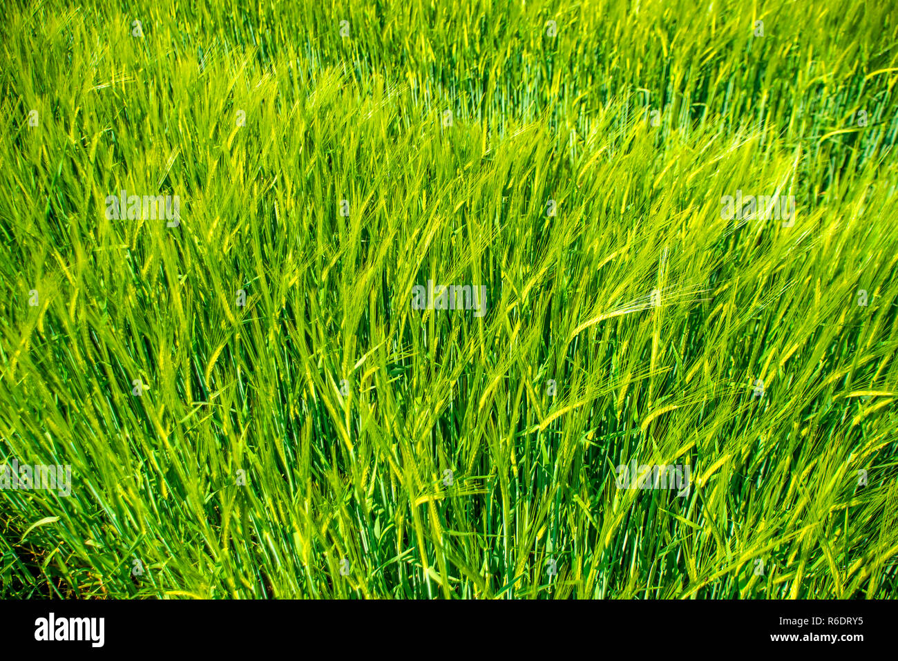 Barley growing in field hi-res stock photography and images - Alamy