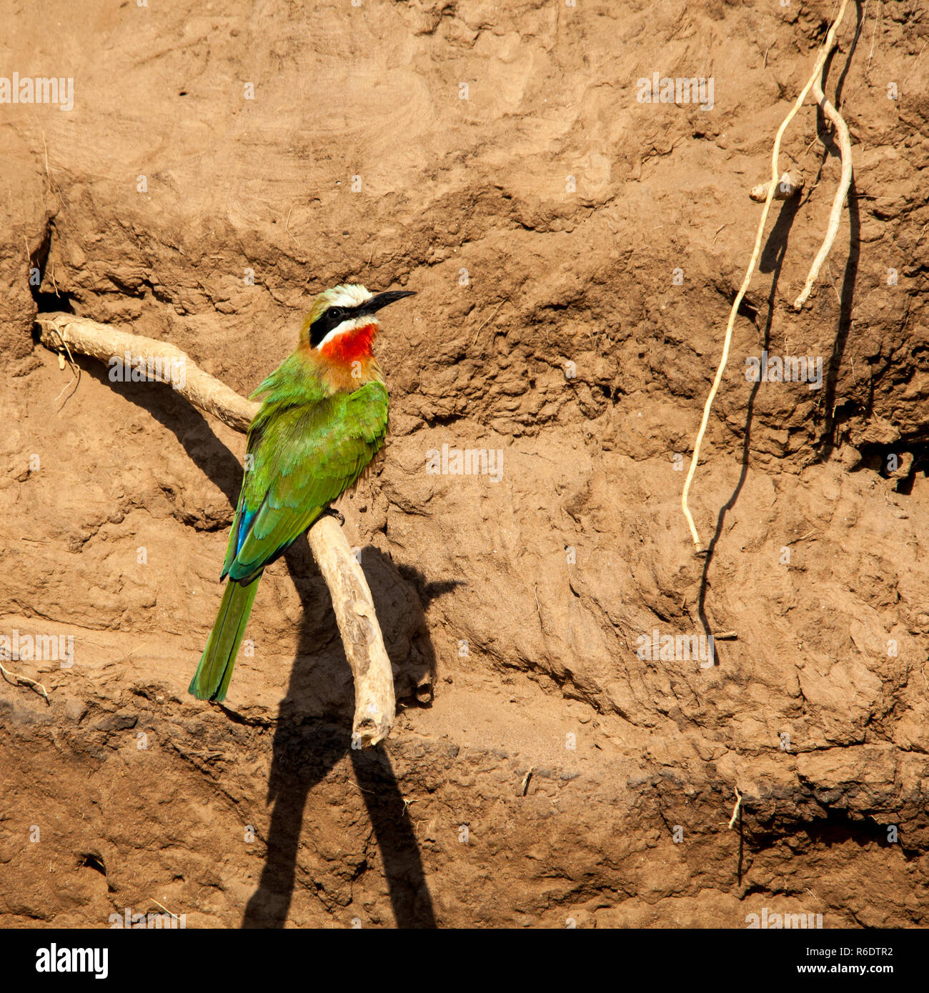 White-fronted Bee-eater Stock Photo