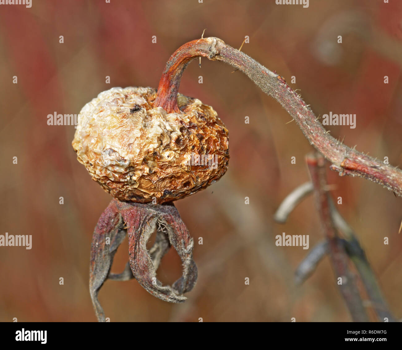 Old rose hip from last year.Old rose hip from last year.The berry is dry and has a wrinkled appearance. Stock Photo