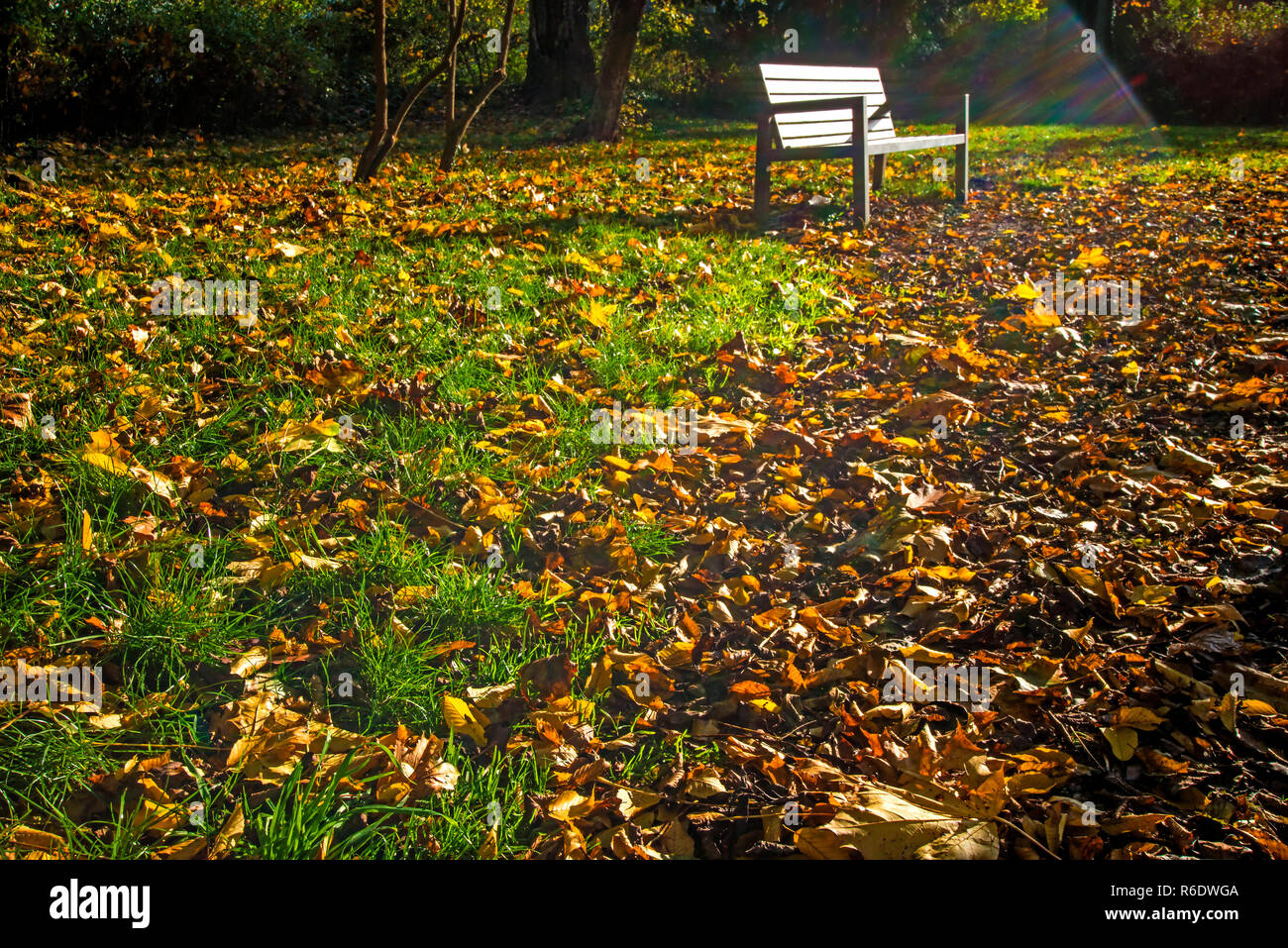 Lonesome park bench in autumn hi-res stock photography and images - Alamy
