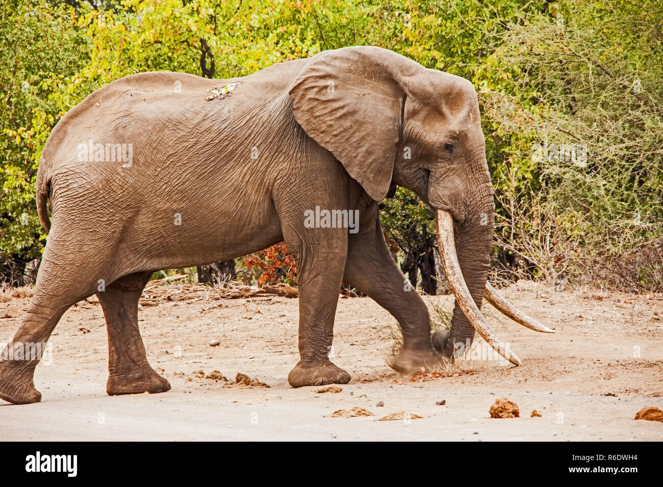 African Elephant (Loxodonta africana) Stock Photo