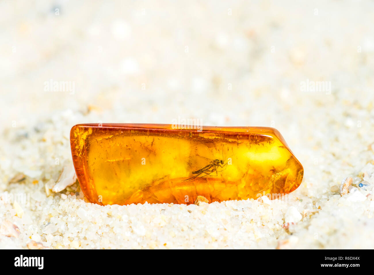 Amber With Embedded Insect Stock Photo - Alamy