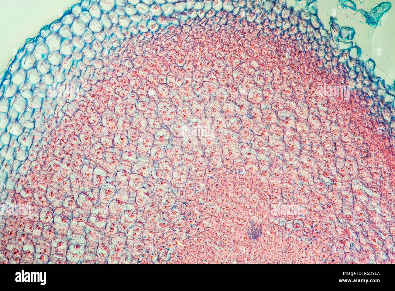 gladiolus root tip across 100x Stock Photo - Alamy
