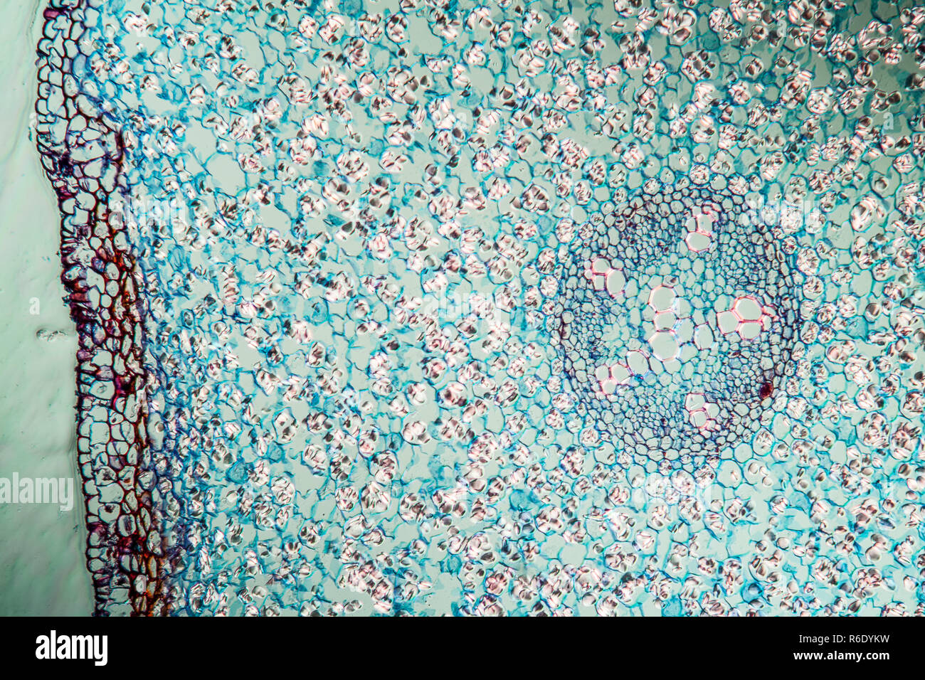 fern plant under the microscope Stock Photo - Alamy