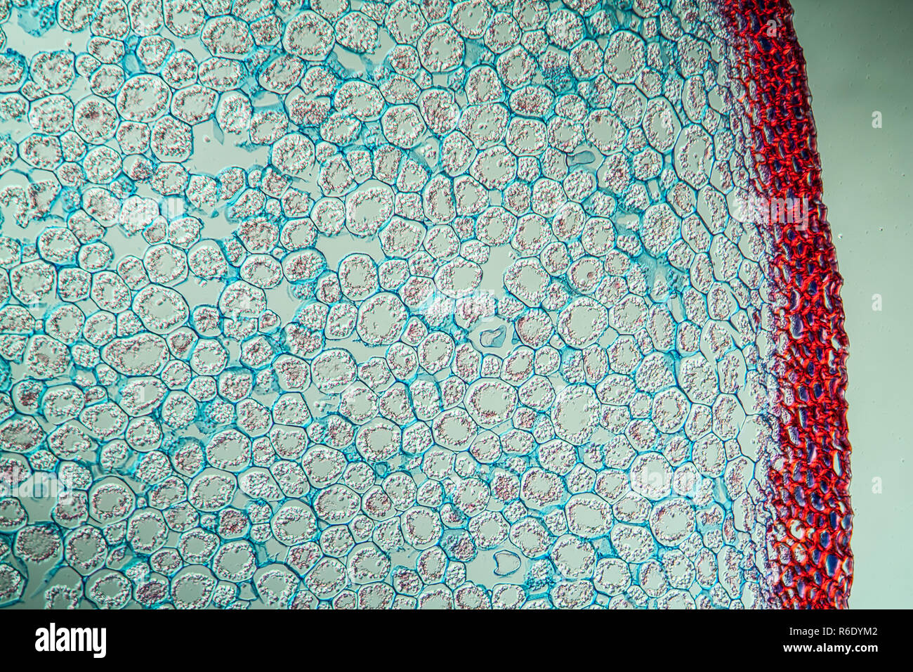 fern plant under the microscope Stock Photo - Alamy