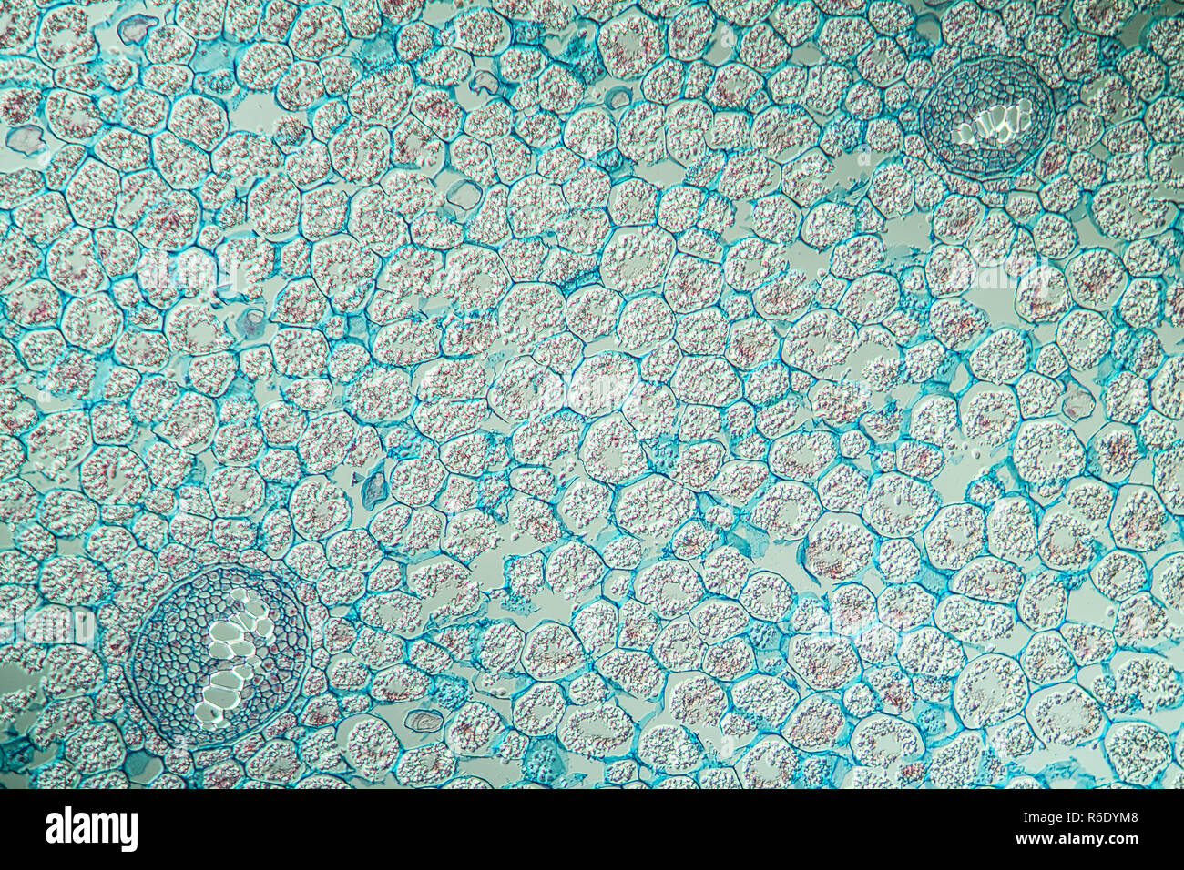 fern plant under the microscope Stock Photo - Alamy