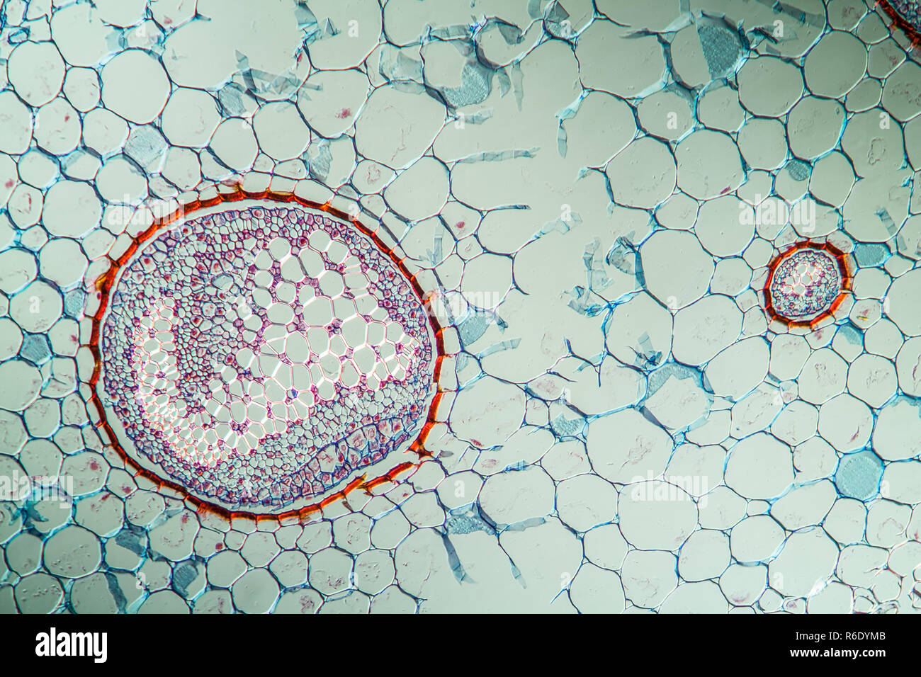 fern plant under the microscope Stock Photo - Alamy