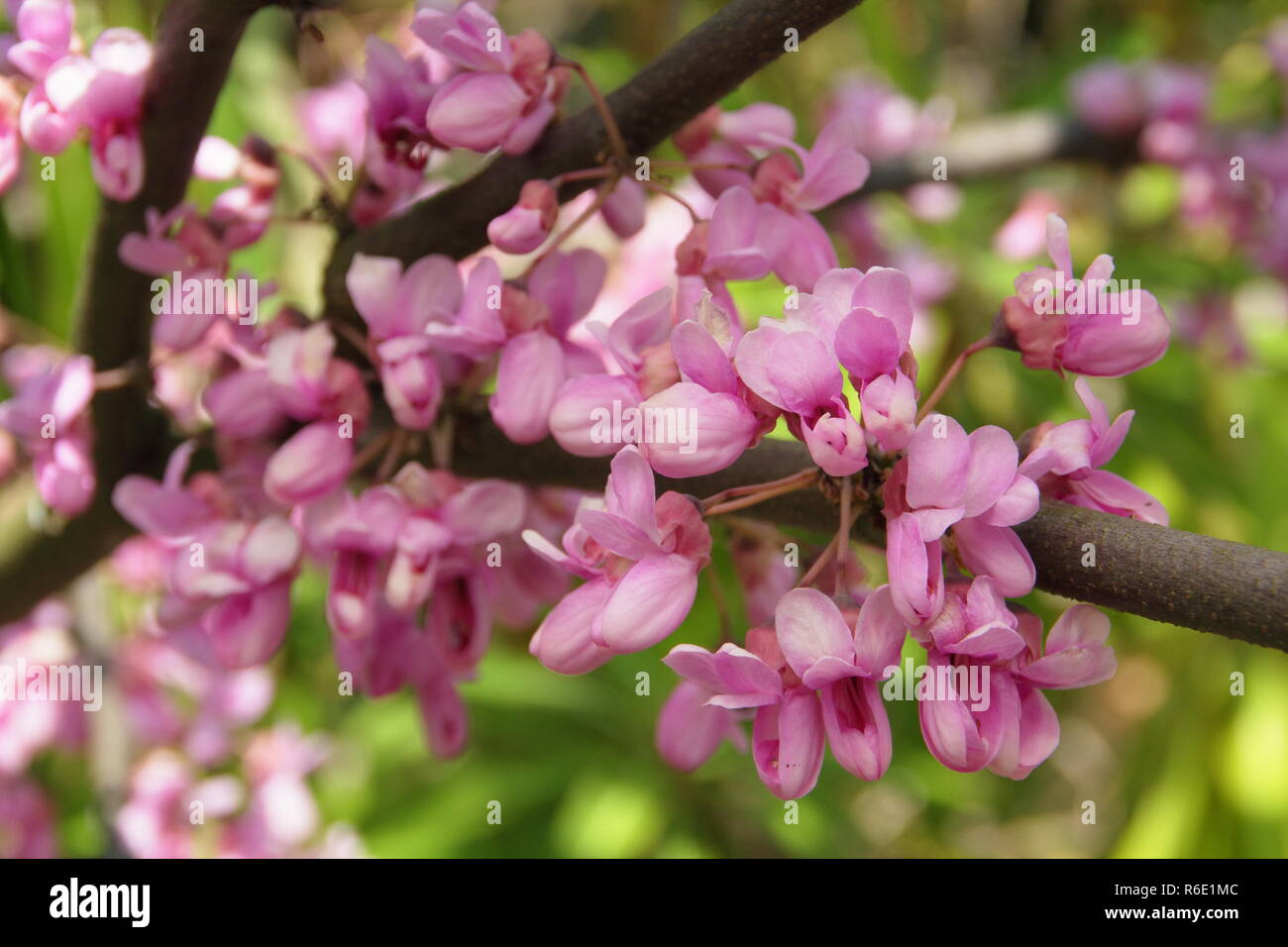 Cercis siliquastrum. Spring blossoms of Cercis siliquastrum, also called Judas tree, May ,UK Stock Photo