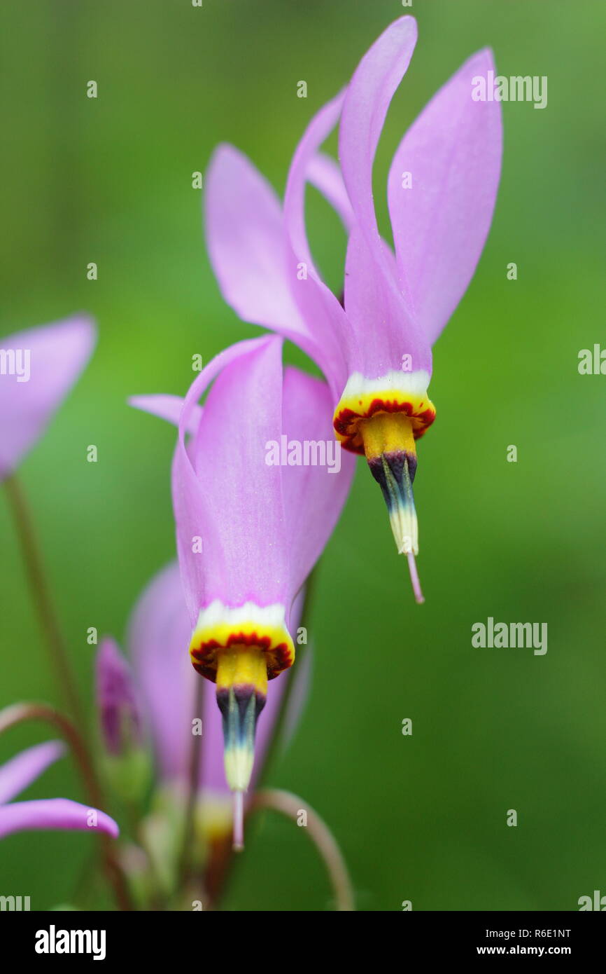 Shooting Star Flower High Resolution Stock Photography And Images Alamy
