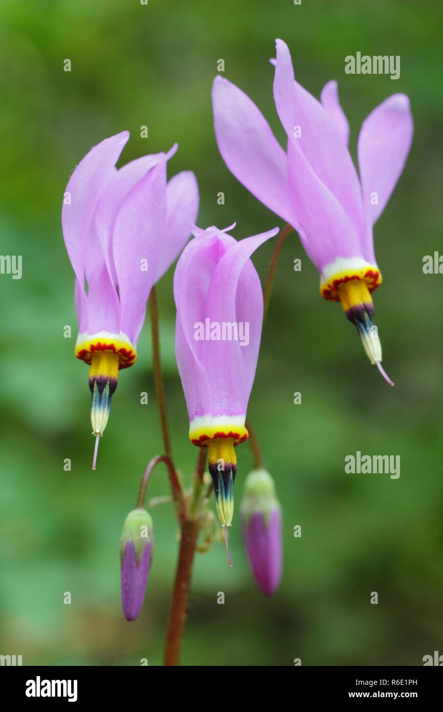 Dodecatheon pulchellum. Dark throat shooting star in flower. Also called Pretty shooting star and Prairie shooting star. Stock Photo
