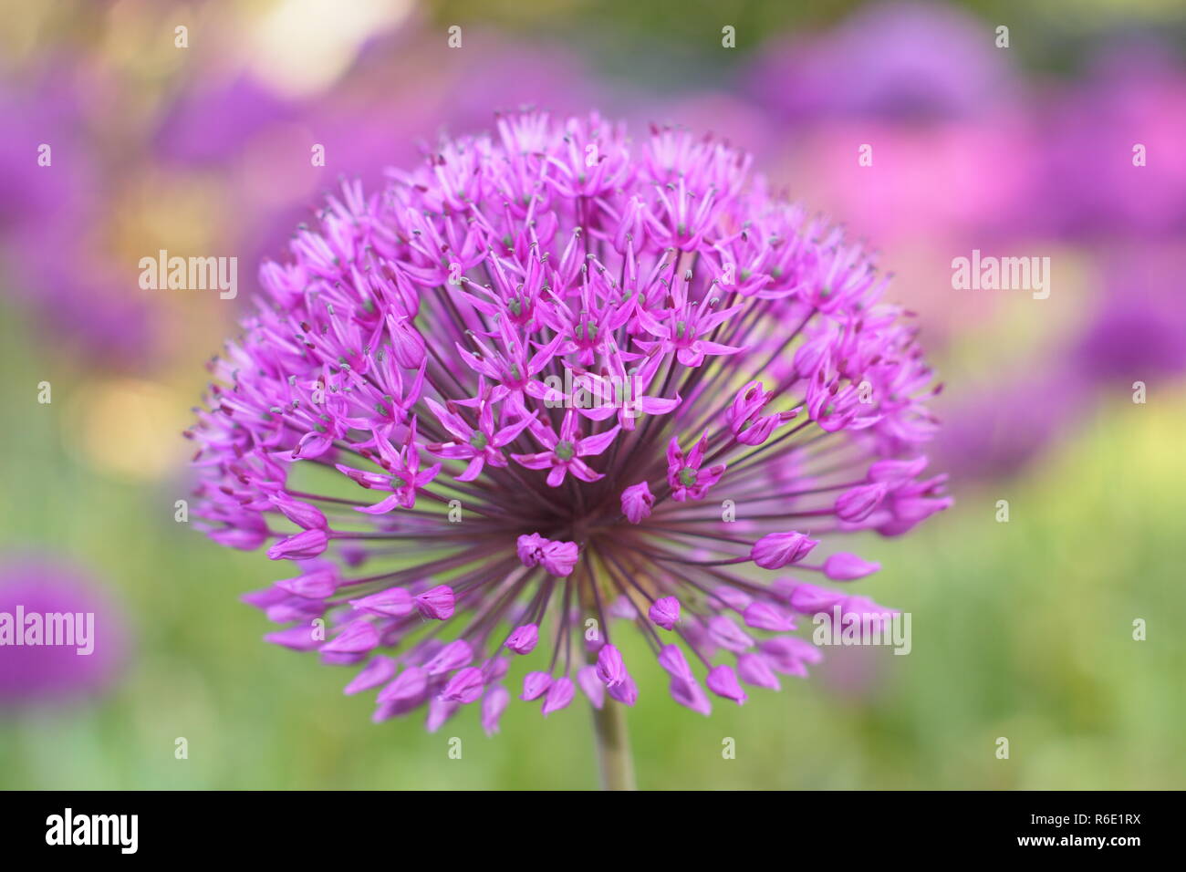 Allium hollandicum 'Purple Sensation', or Dutch Garlic; giant