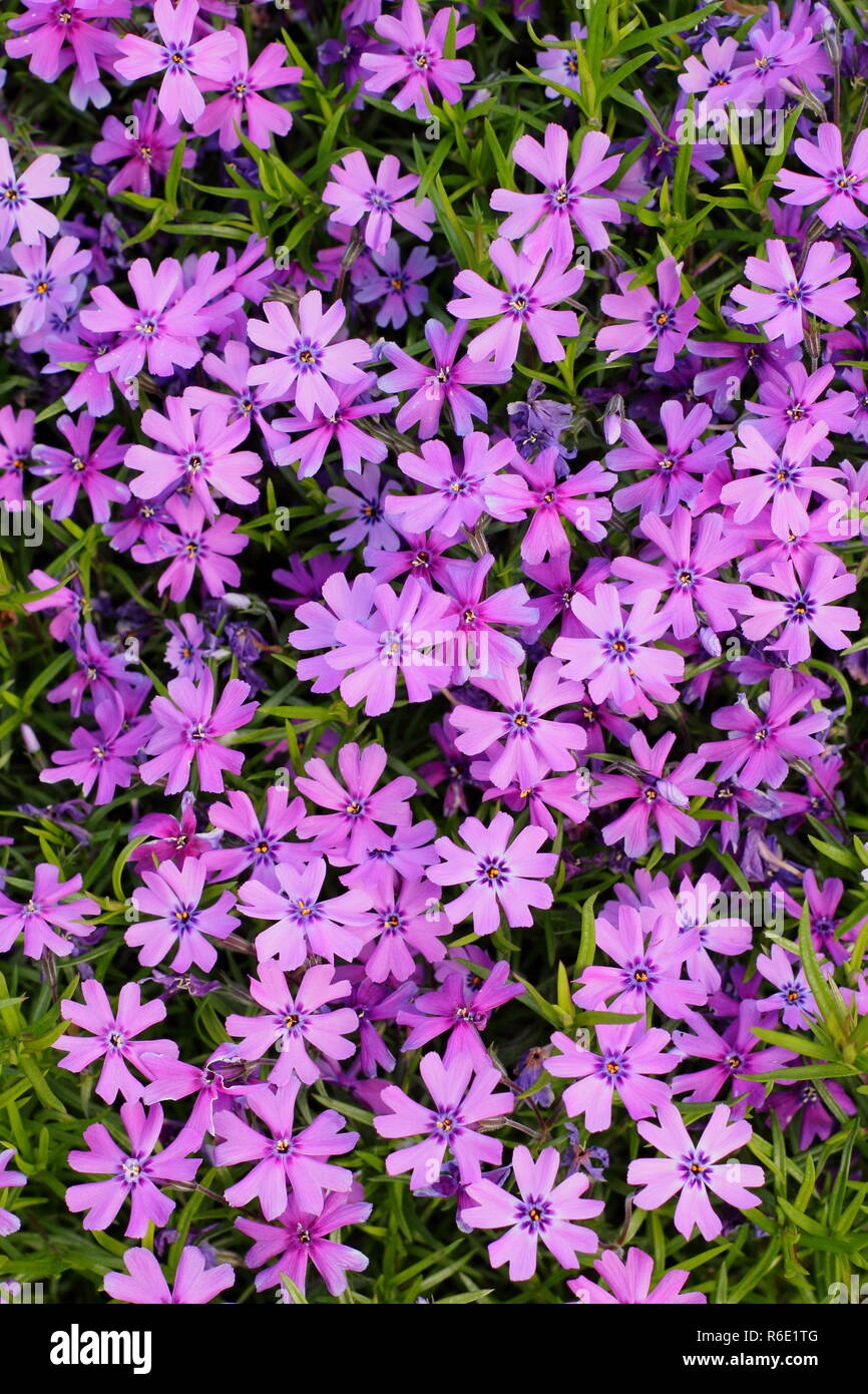 Phlox douglasii 'Boothman's variety' in flower in a spring garden, UK Stock Photo