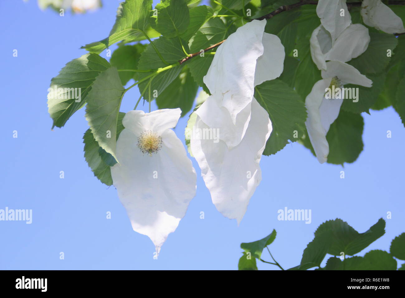 Davidia involucrata. Flowers of the Handkerchief tree, or Ghost tree, in spring, UK Stock Photo