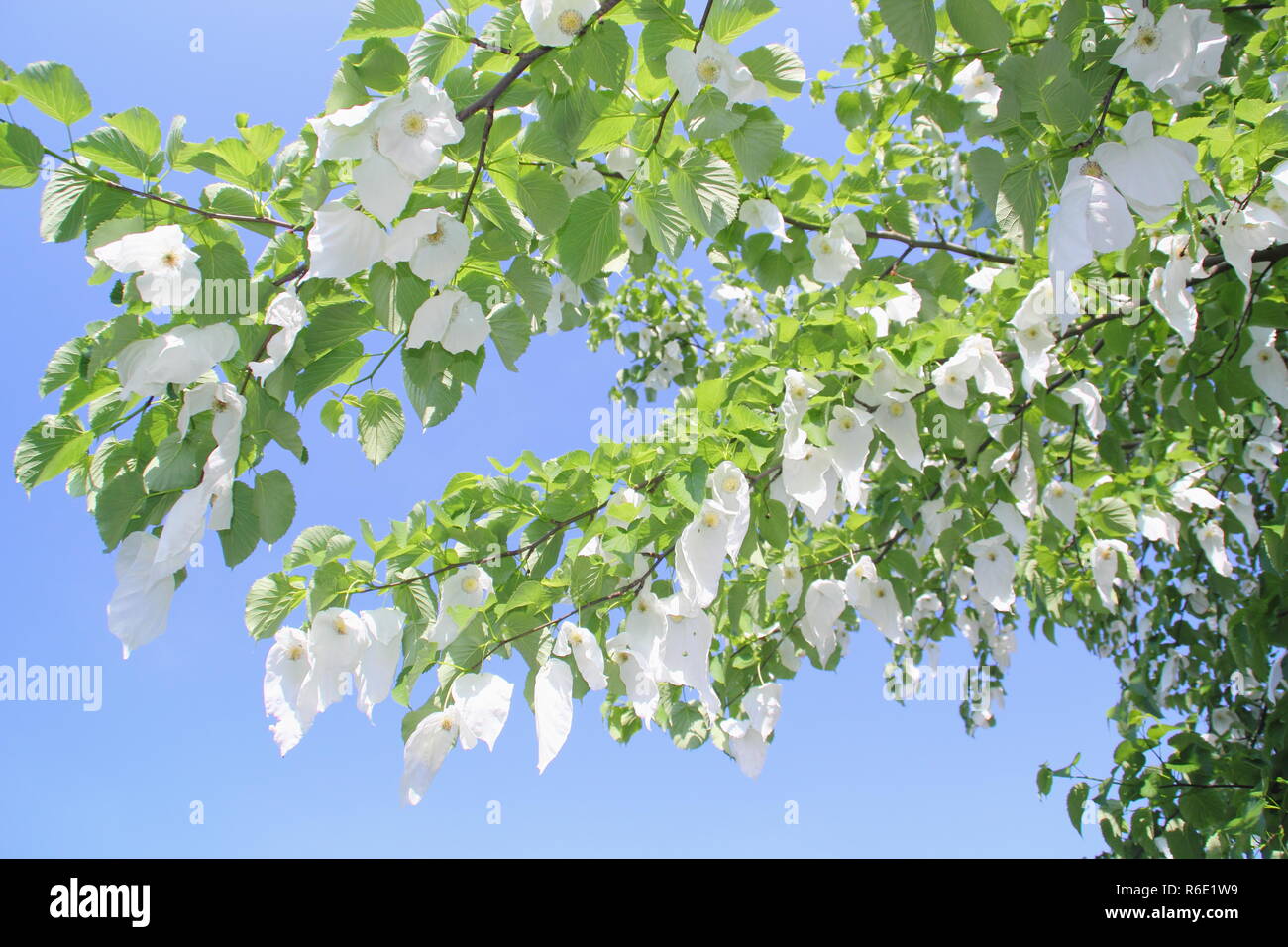 Davidia involucrata. Flowers of the Handkerchief tree, or Ghost tree, in spring, UK Stock Photo