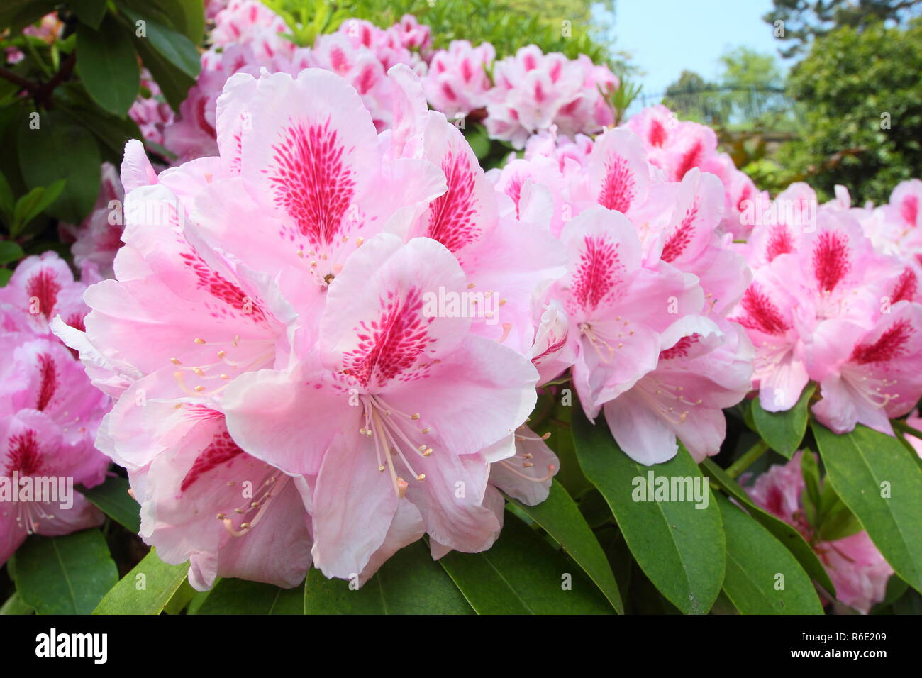 Rhododendron 'Mrs Furnivall'. Spring blossoms of Rhododendron 'Mrs Furnivall', May, UK Stock Photo