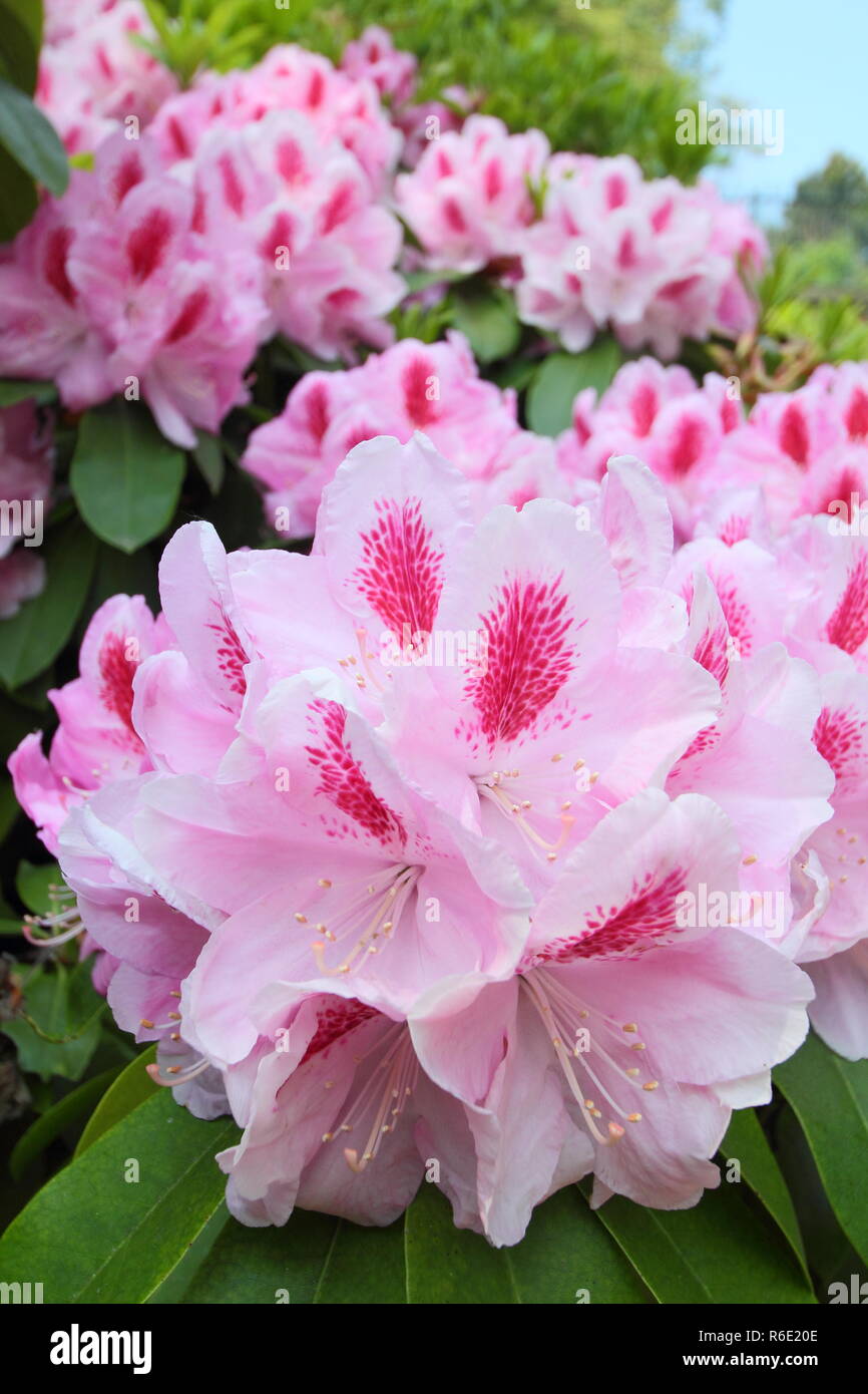 Rhododendron 'Mrs Furnivall'. Spring blossoms of Rhododendron 'Mrs Furnivall', May, UK Stock Photo