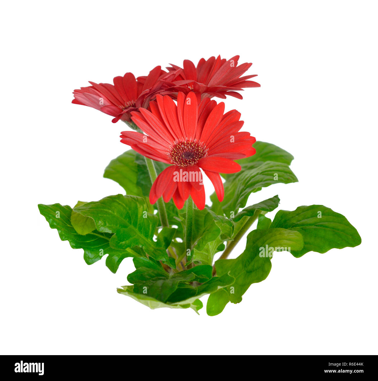 Gerbera isolated on white background. Stock Photo
