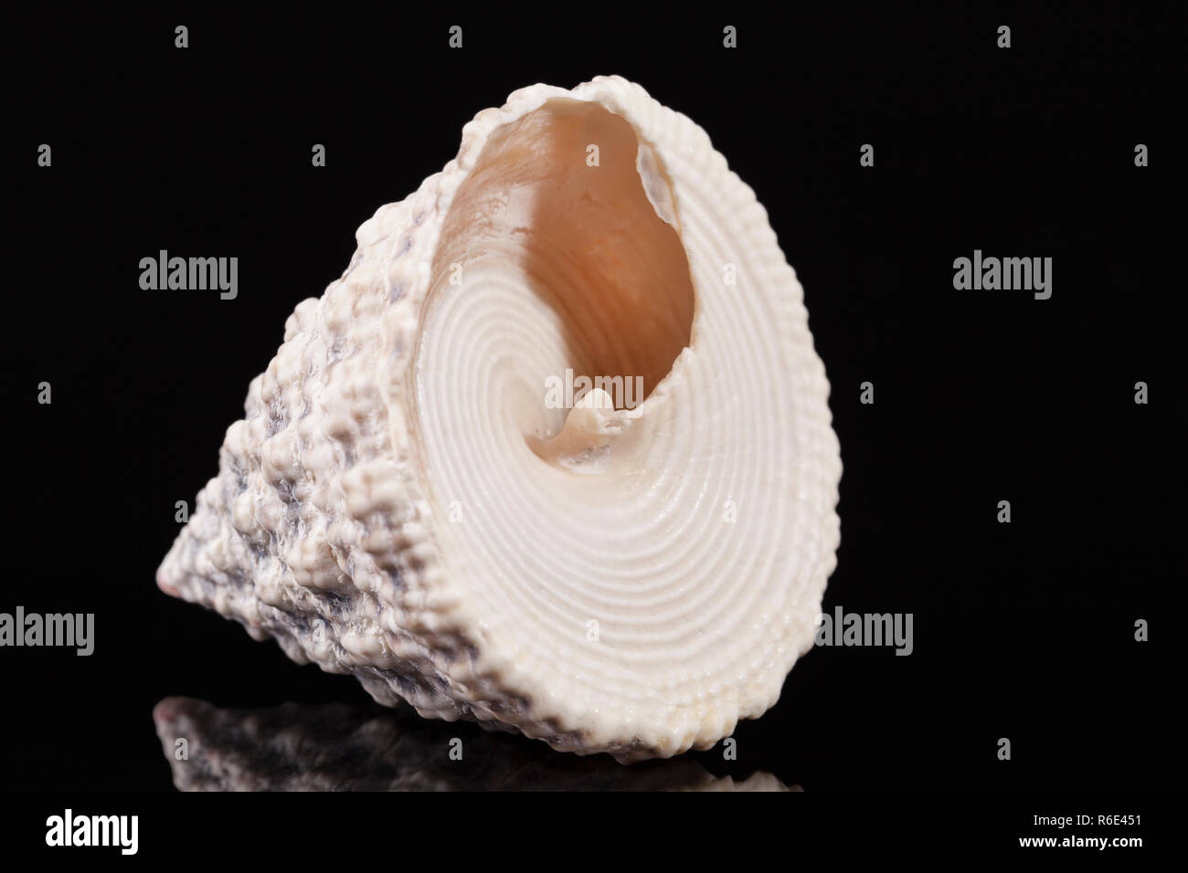 Top-shaped sea shell of sea snail Trochus isolated on black background Stock Photo
