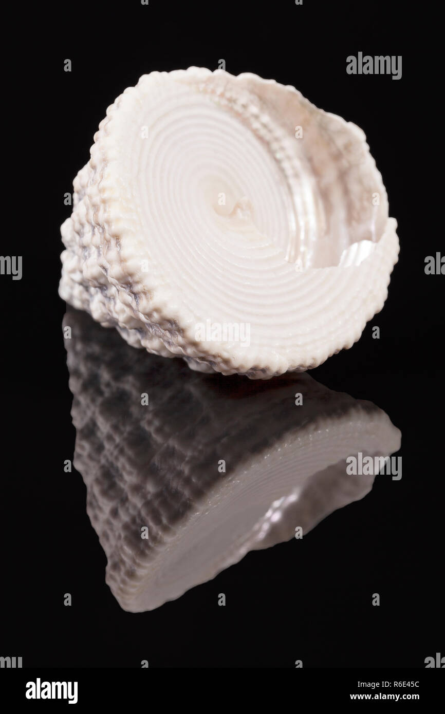 Top-shaped sea shell of sea snail Trochus isolated on black background Stock Photo