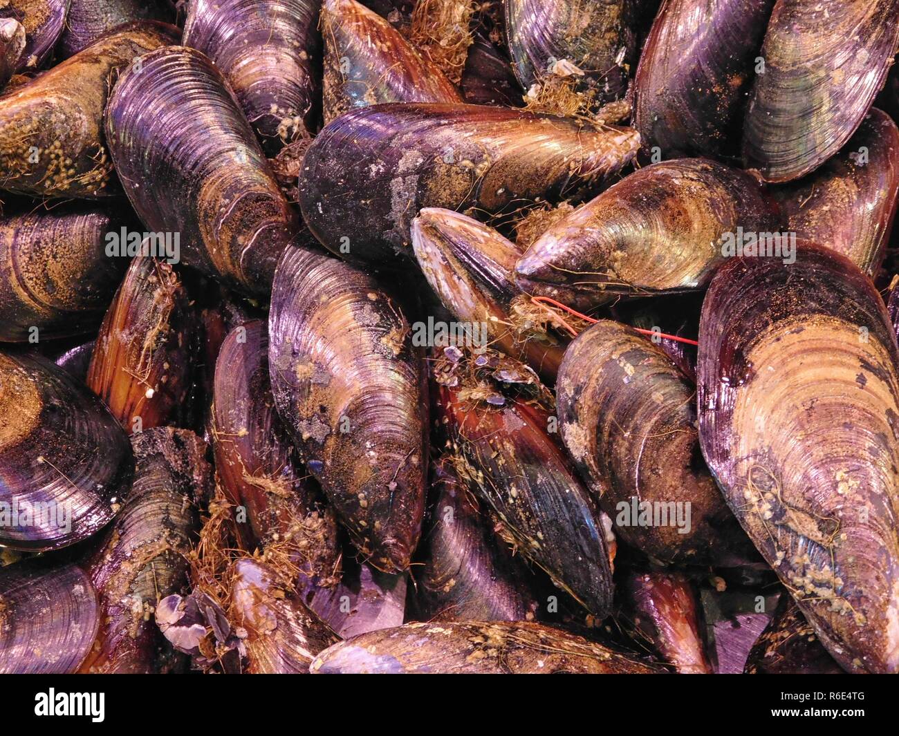 texture of mussels Stock Photo