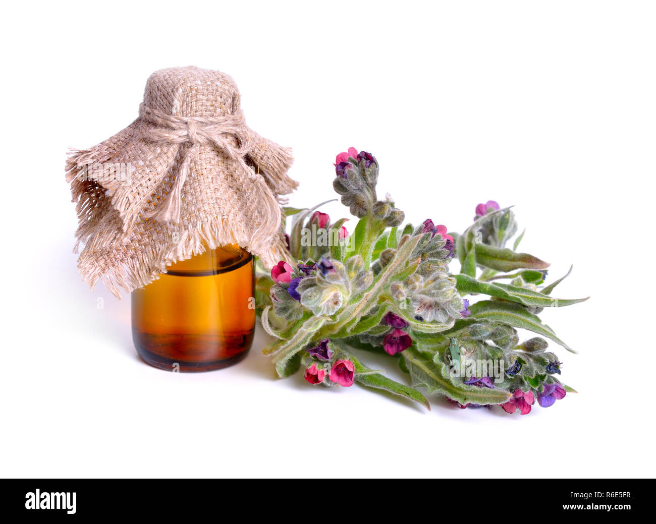 Cynoglossum officinale (houndstongue, houndstooth, dog's tongue, gypsy flower, and rats and mice due to its smell) Isolated on white background. Stock Photo