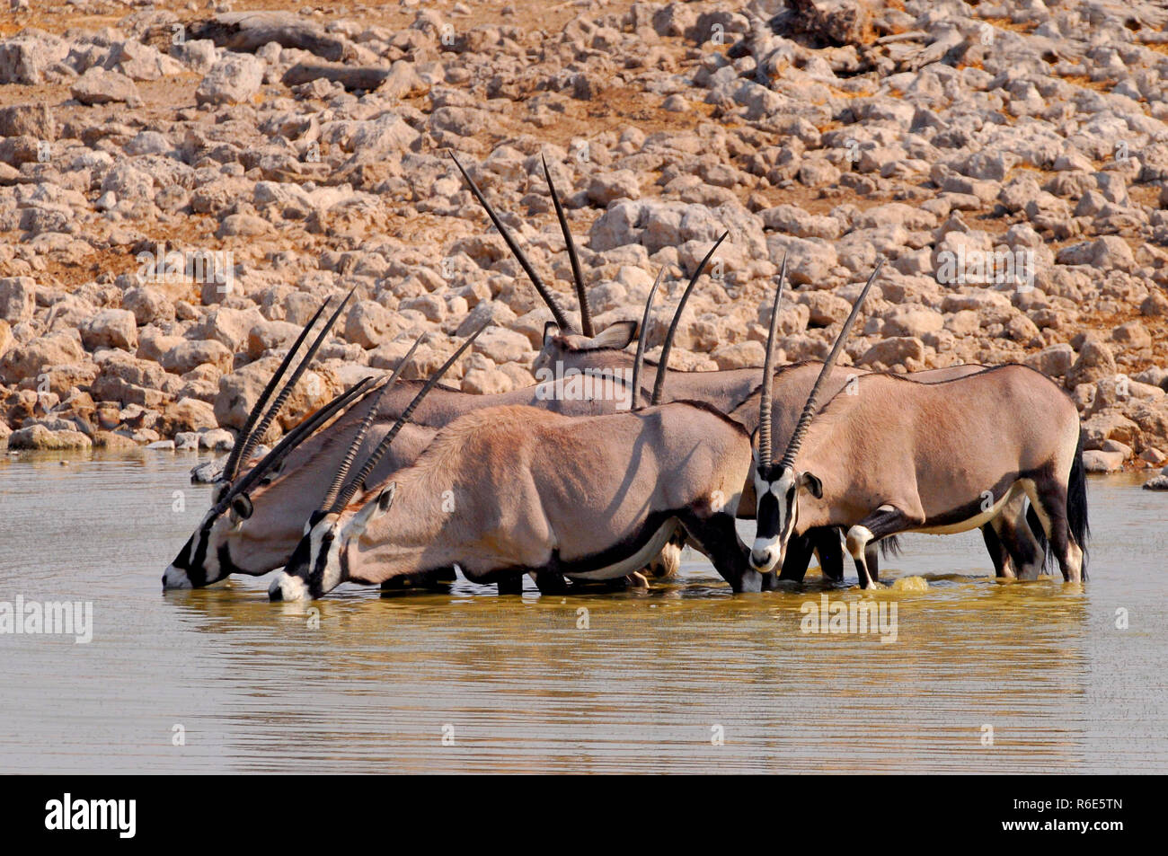 Herd Of Gemsboks (Oryx Gazella) Drinking Water At A Waterhole In In Etosha National Park, Namibia Stock Photo