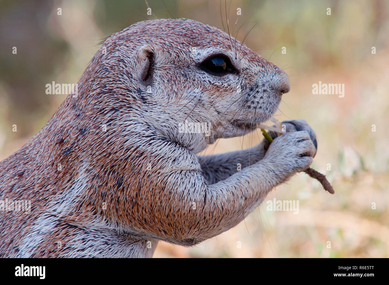 African Ground Squirrel Eating Grass, Botswana South Africa Stock Photo