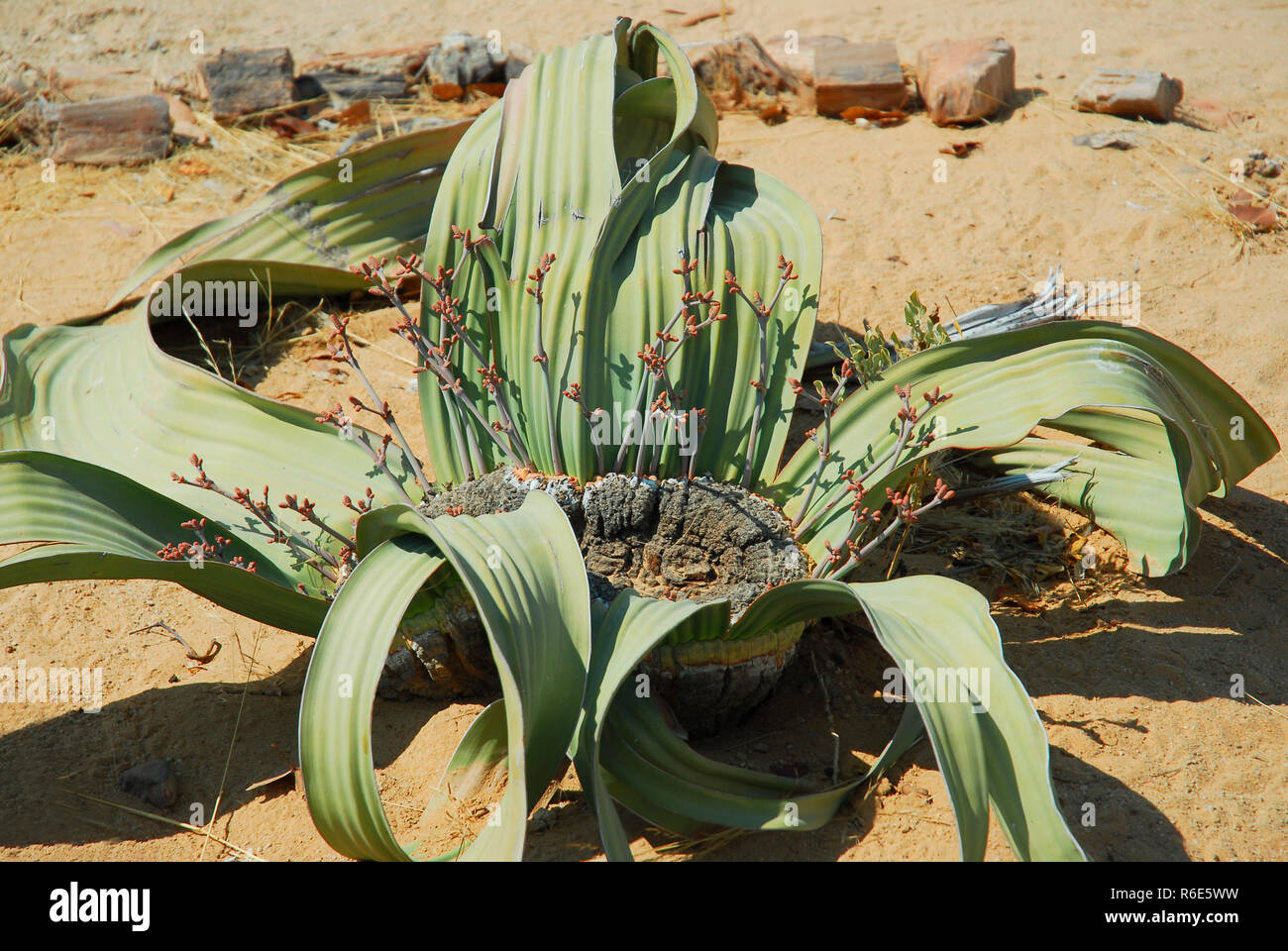Welwitschia (Welwitschia Mirabilis) Plant Growing In The Hot Arid Namib Desert Of Angola And Namibia Stock Photo