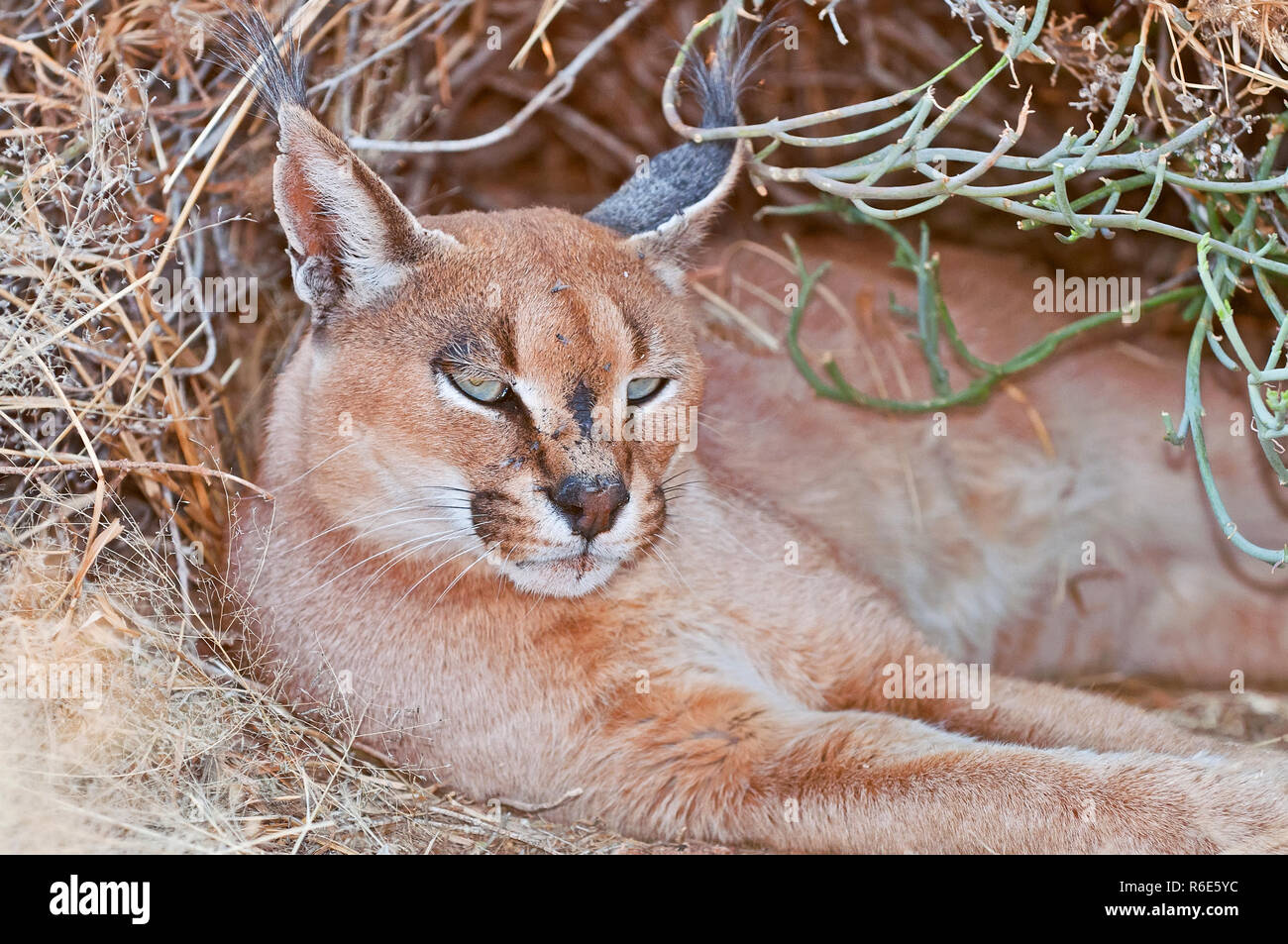 Caracal, a medium-sized wild cat native to Africa, the Middle East, Central  Asia and India Stock Photo - Alamy