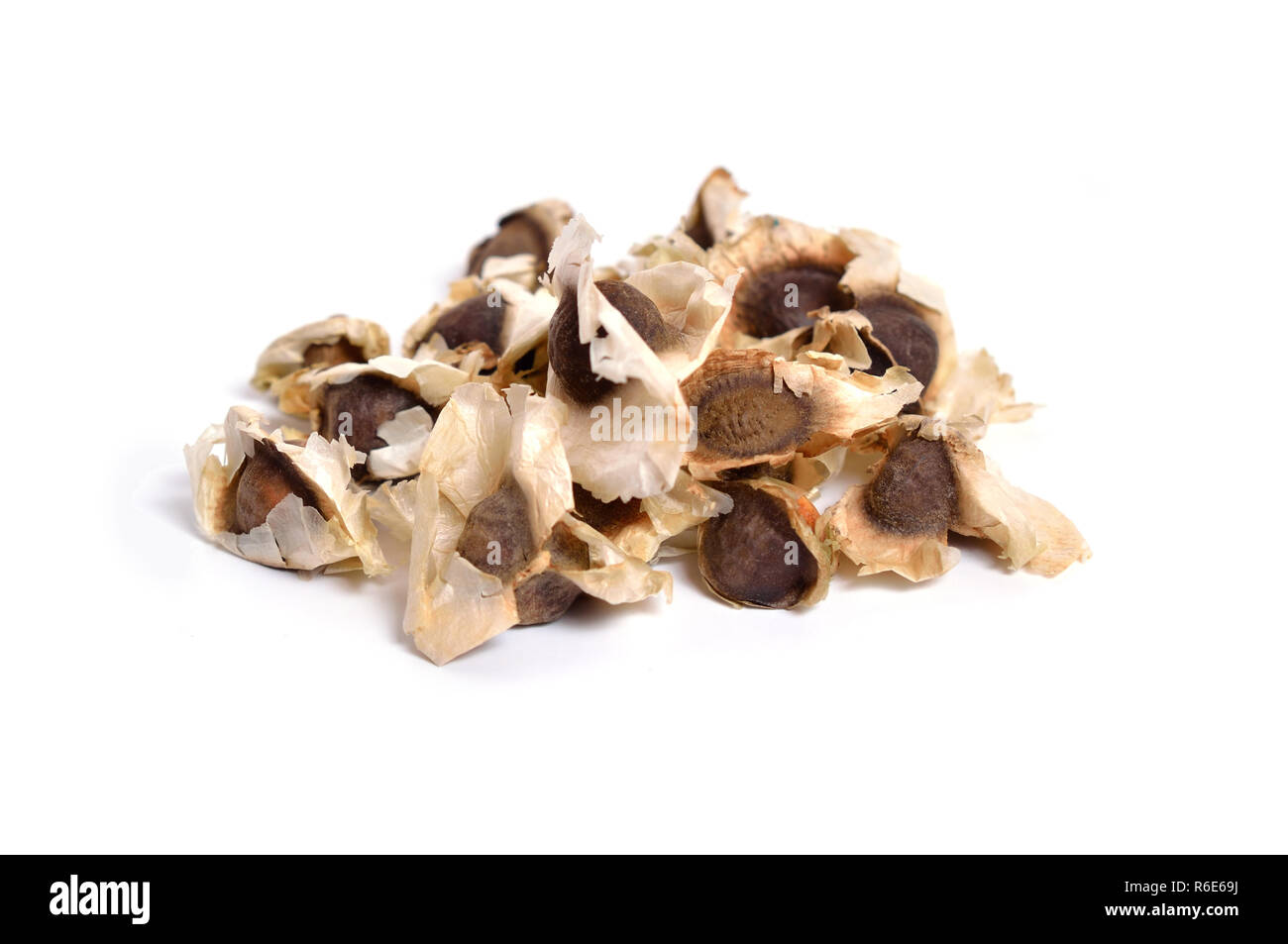 Moringa Oleifera seed isolated on white. Stock Photo