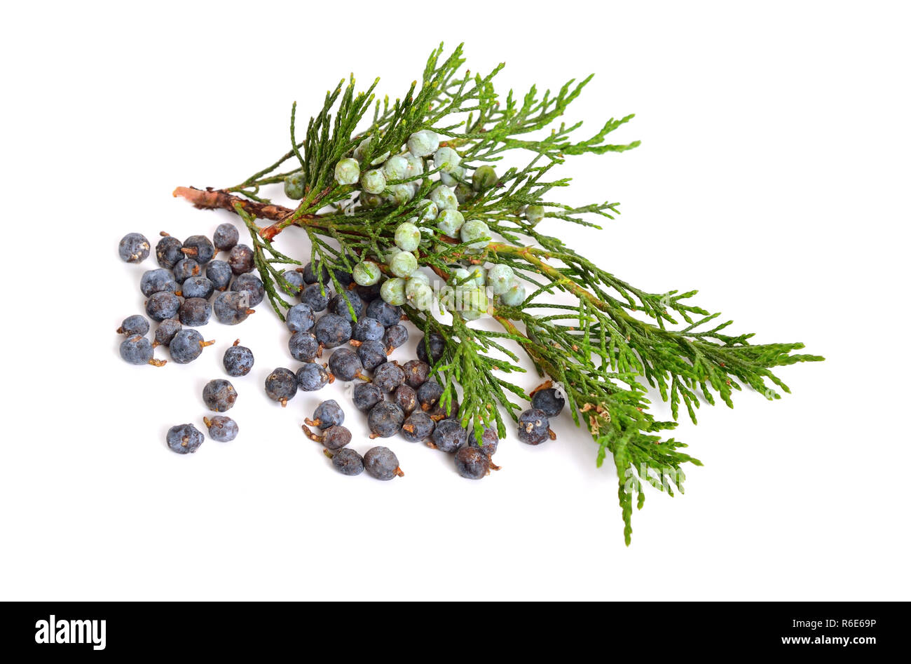 Juniperus sabina with green and ripe Cones (berries) isolated on white. Stock Photo