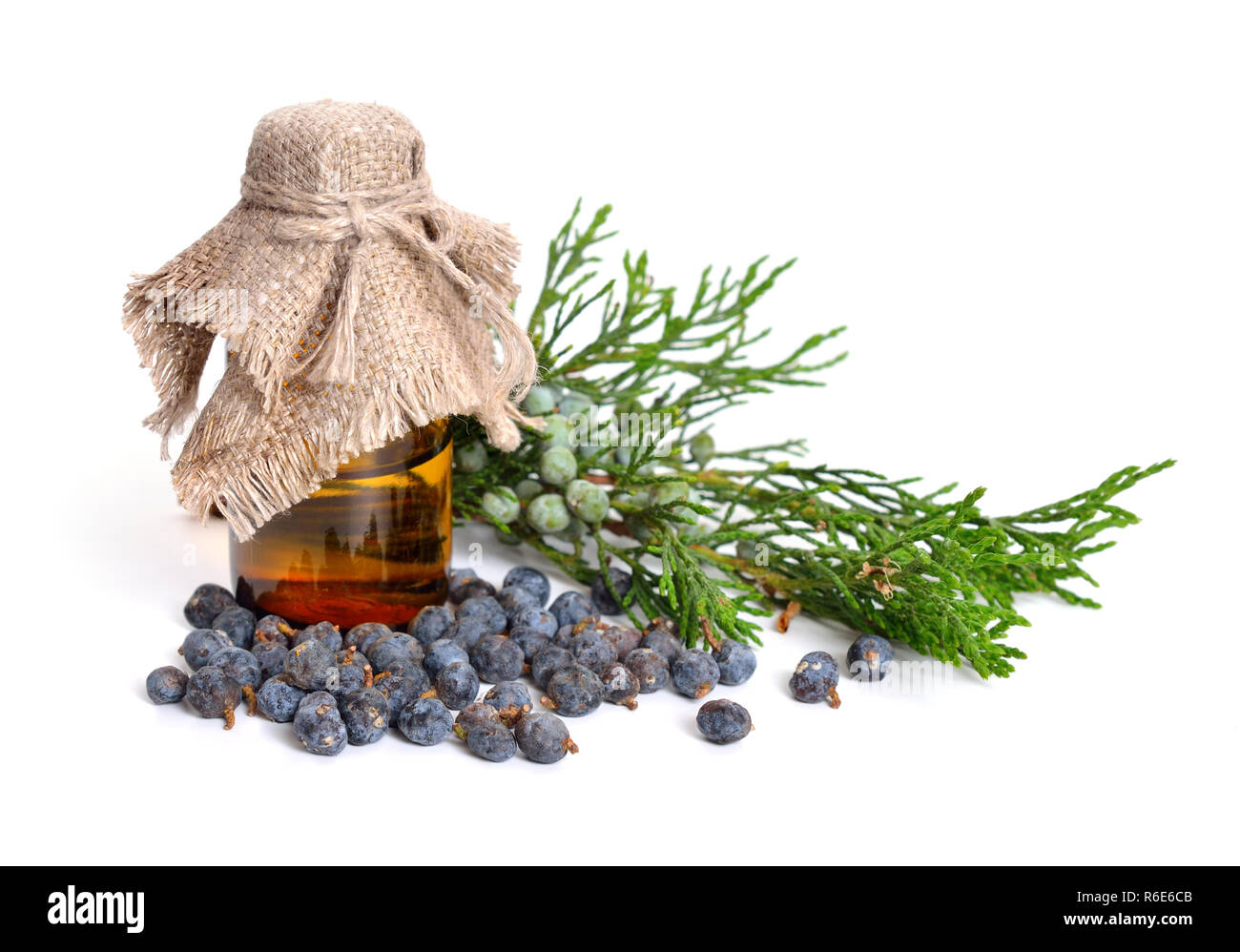 Juniperus sabina with green and ripe Cones (berries). Essential oil in the pharmaceutical bottle. Isolated on white. Stock Photo