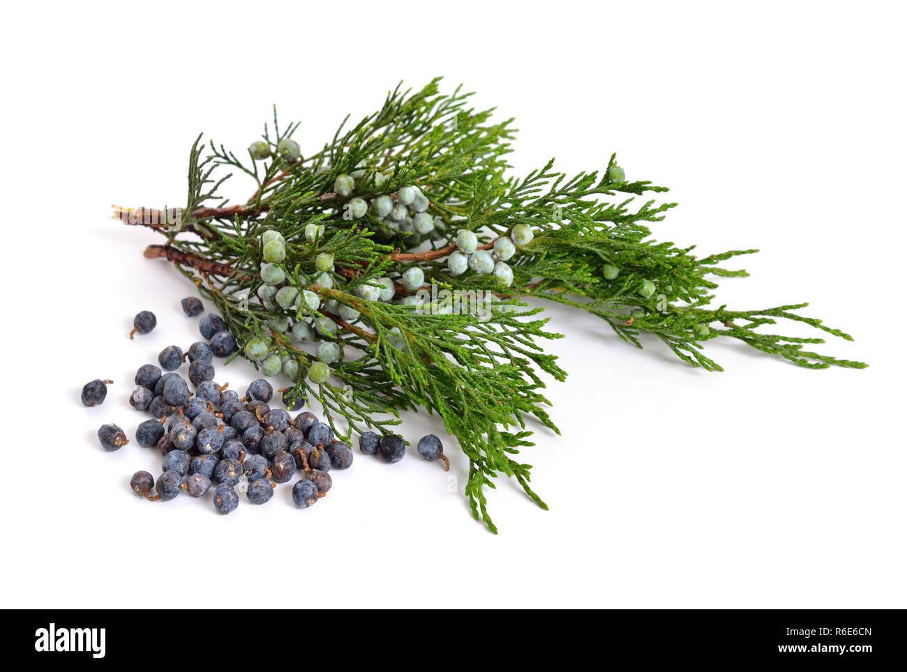 Juniperus sabina with green and ripe Cones (berries) isolated on white. Stock Photo
