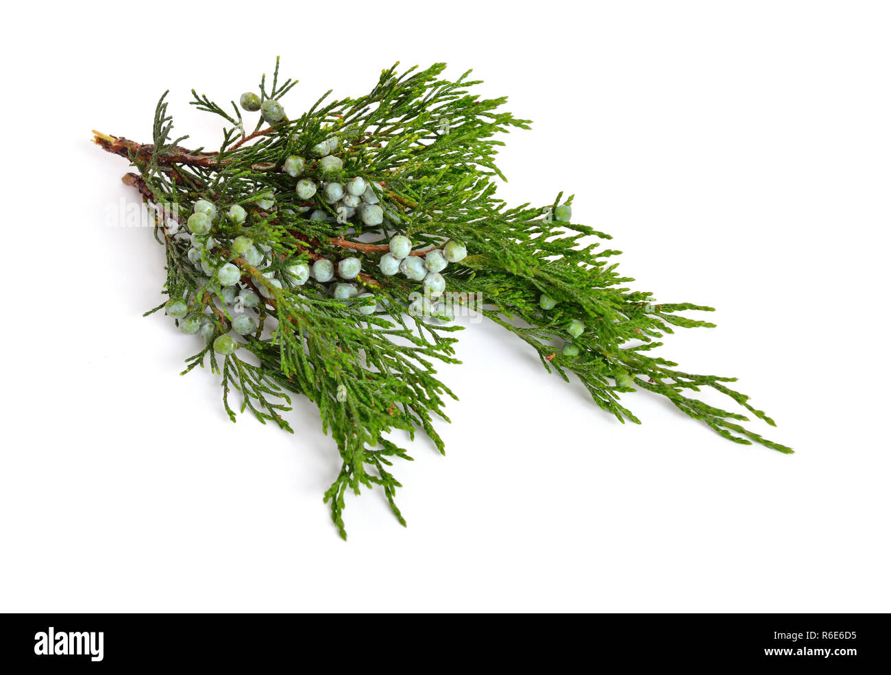 Juniperus sabina with green Cones (berries) isolated on white. Stock Photo