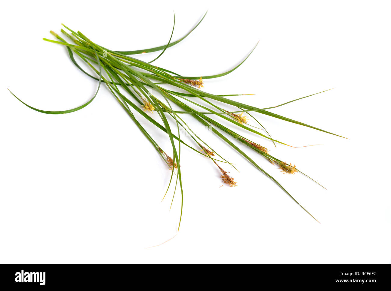 Carex humilis, also known as dwarf sedge. Isolated on white background. Stock Photo