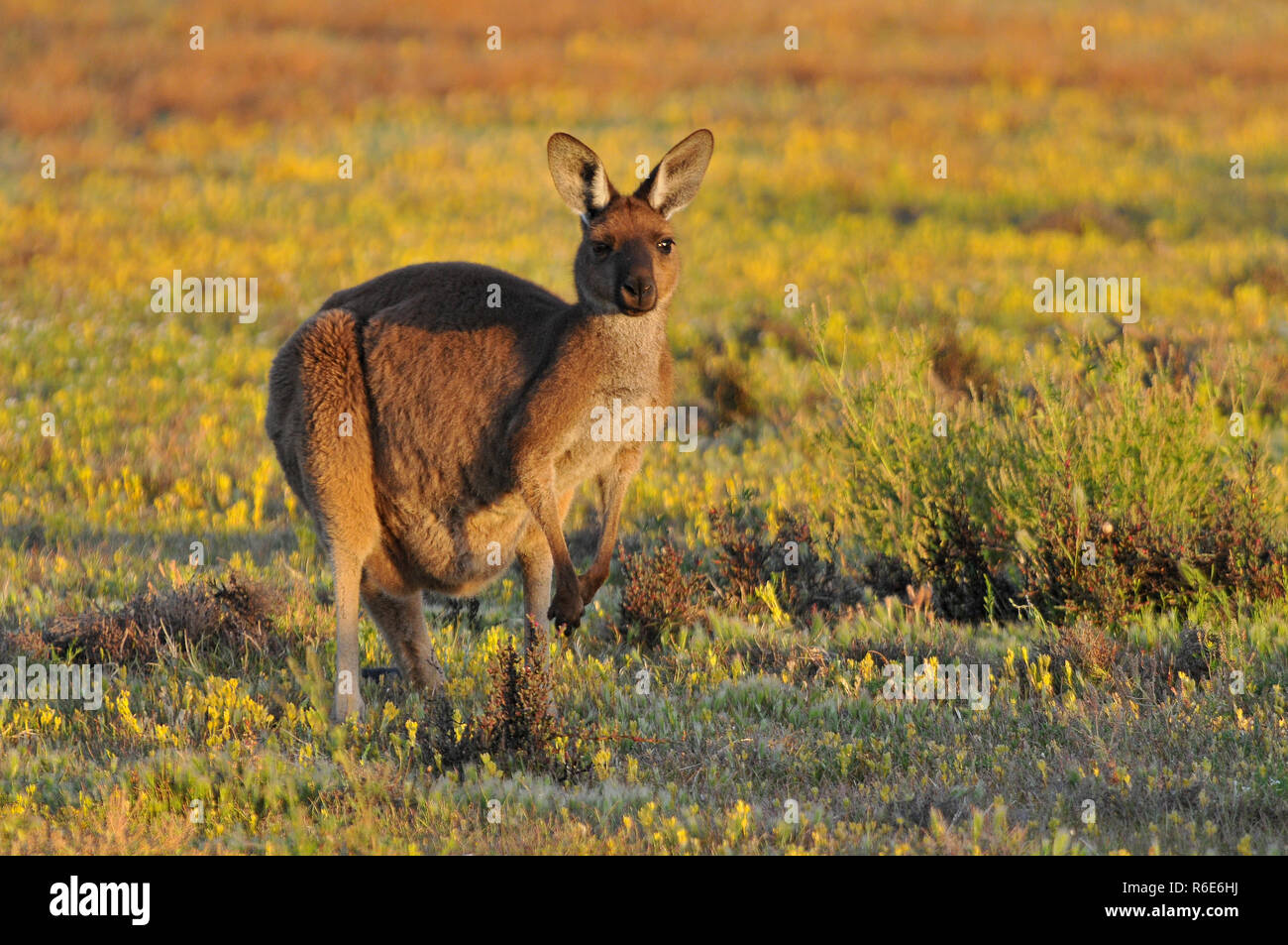 Eastern Grey Kangaroo (Macropus Giganteus) Coorong National Park Australia Stock Photo