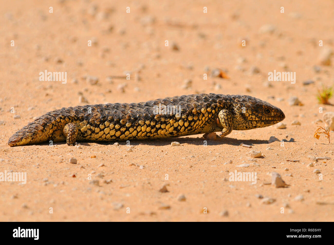 Tiliqua Rugosa (Eastern Shingleback) Is A Short-Tailed, Slow Moving Species Of Blue-Tongued Skink Found In Australia Coorong National Park Australia Stock Photo