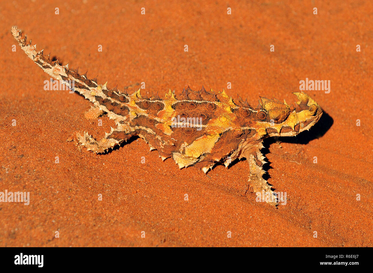 The Thorny Devil Or Thorny Dragon (Moloch Horridus) Is An Australian Lizard, Also Known As The Mountain Devil, The Thorny Lizard, Or The Moloch, Uluru Stock Photo