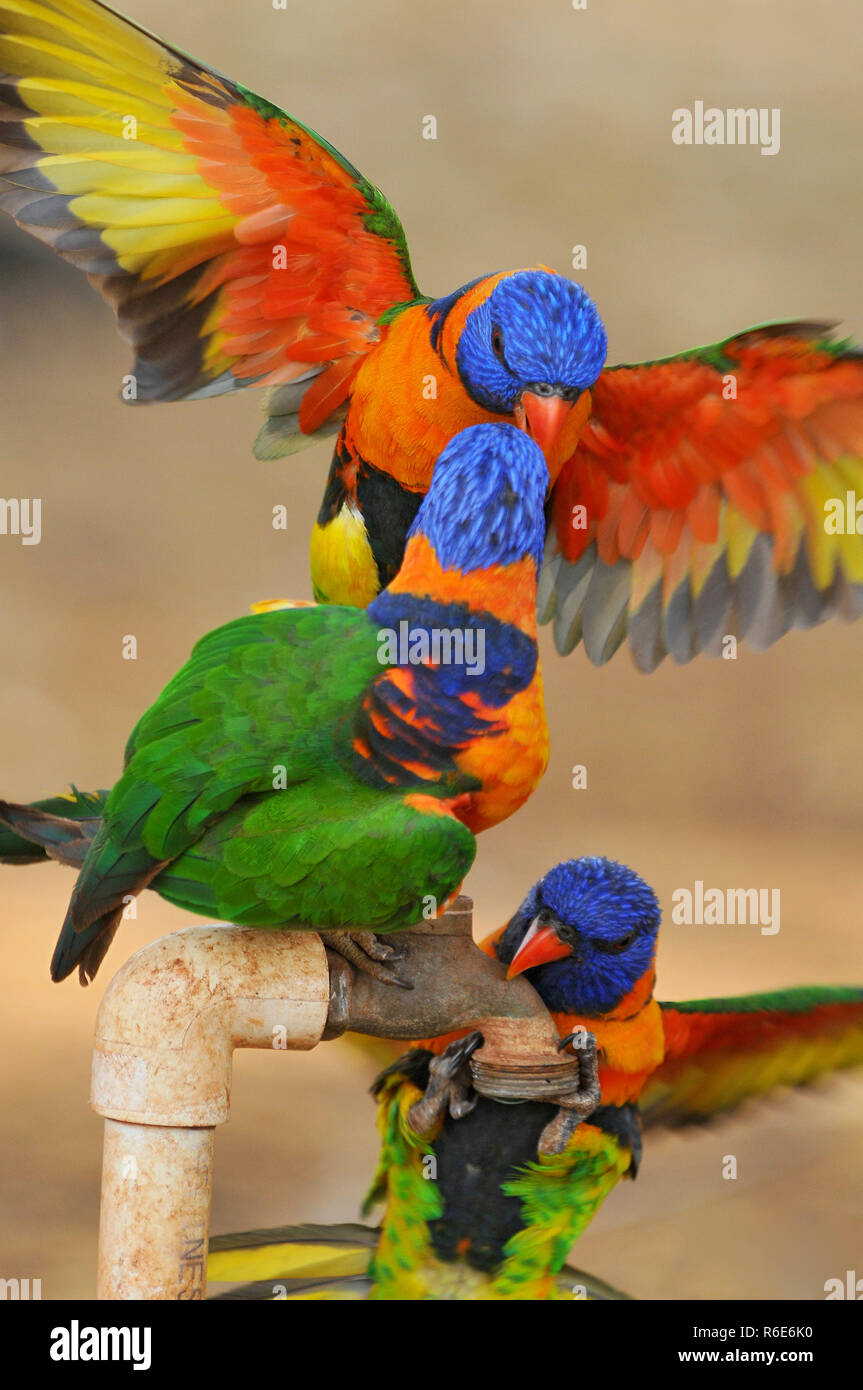 Australian Rainbow Lorikeets (Trichoglossus Moluccanus) Drinks From Water Tap, Outback Australia Stock Photo