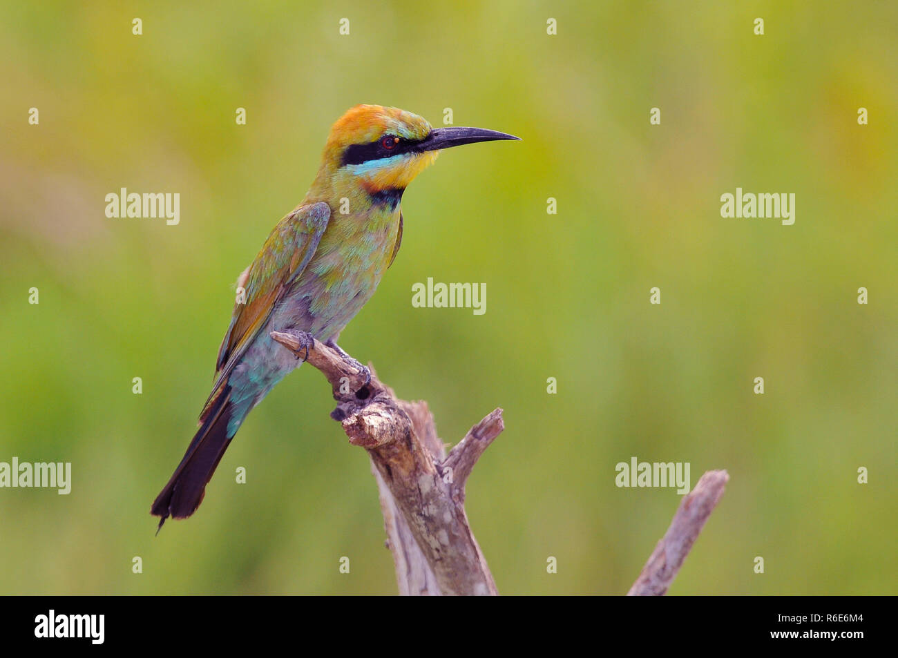 The Rainbow Bee Eater Merops Ornatus Australia Kakadu National