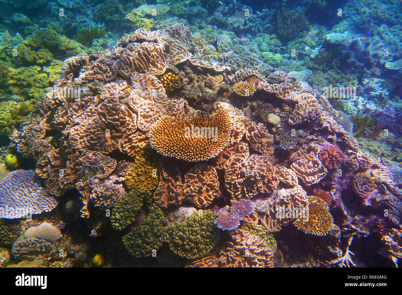 Pin by Nick Furman on Backdrop ideas | Great barrier reef, Queensland