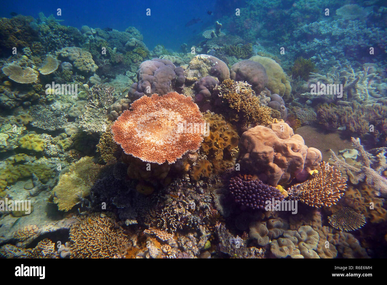 Coral Formations, The Great Barrier Reef, Queensland, Australia Stock