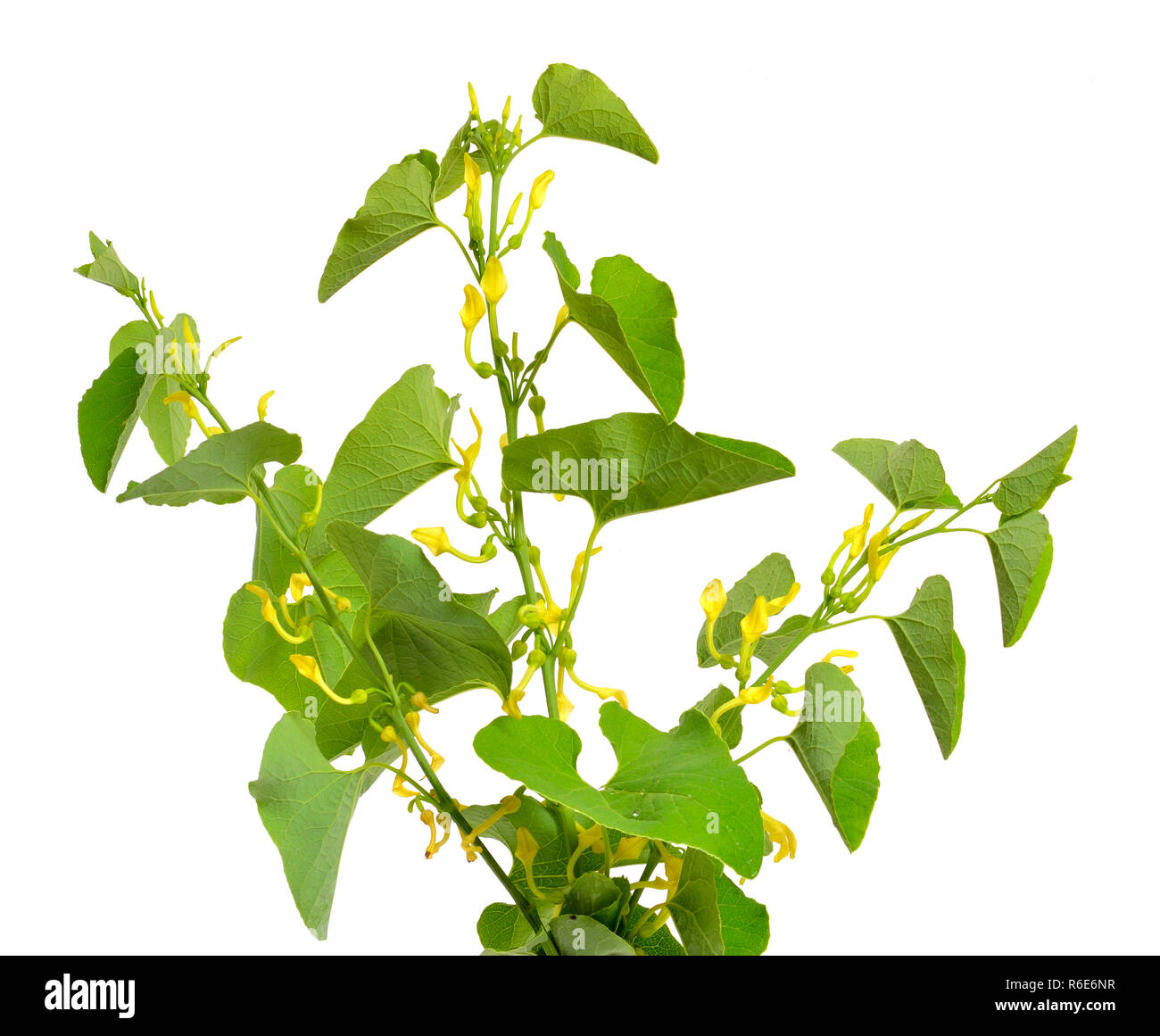 Erba Natale Indiana Pipa Olandese Aristolochia Tagala 10 Semi - Foto 4