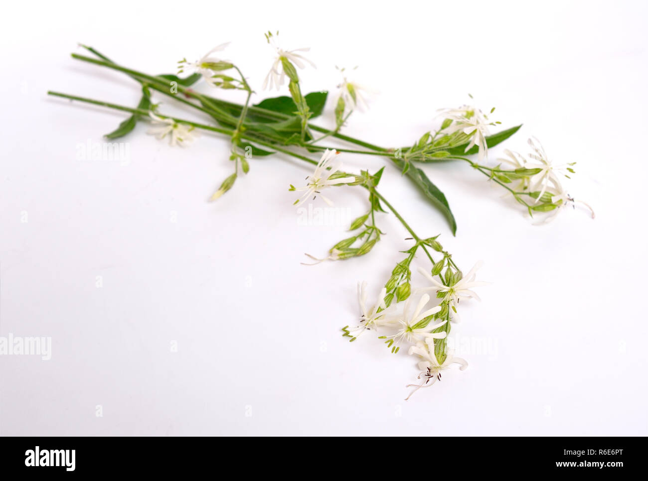 Silene nutans, most commonly known as Nottingham catchfly. On white background. Stock Photo